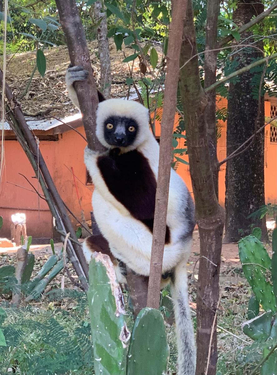 Lemur in the trees