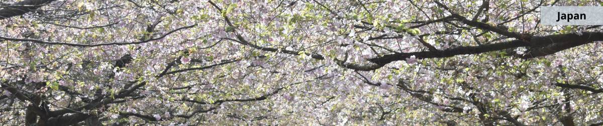 Japan - Cherry blossoms 