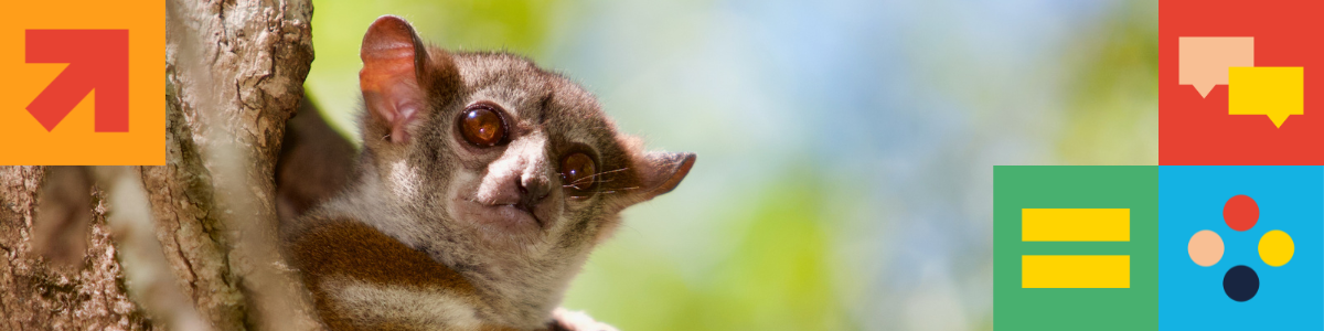 Sportive Lemur