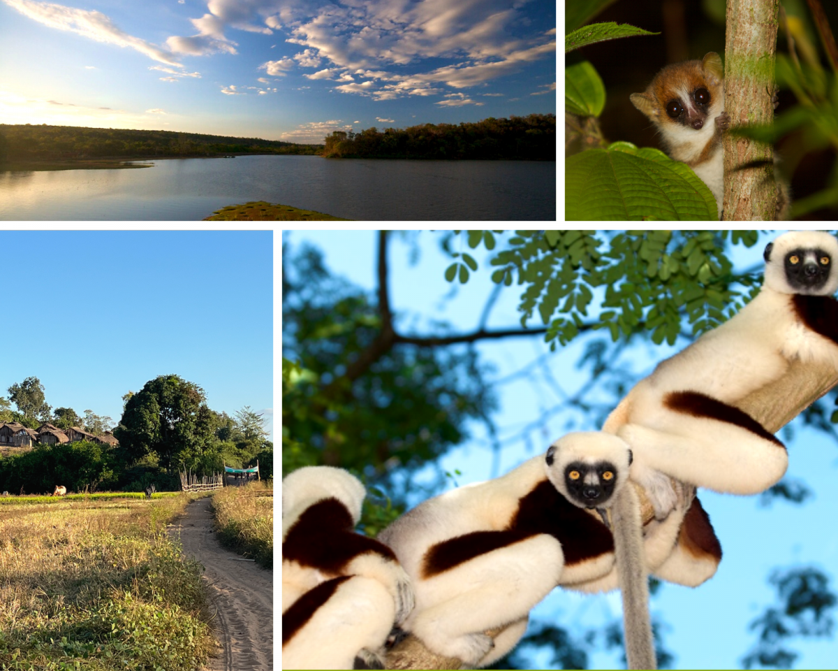 Photos of Lemurs in Madagascar