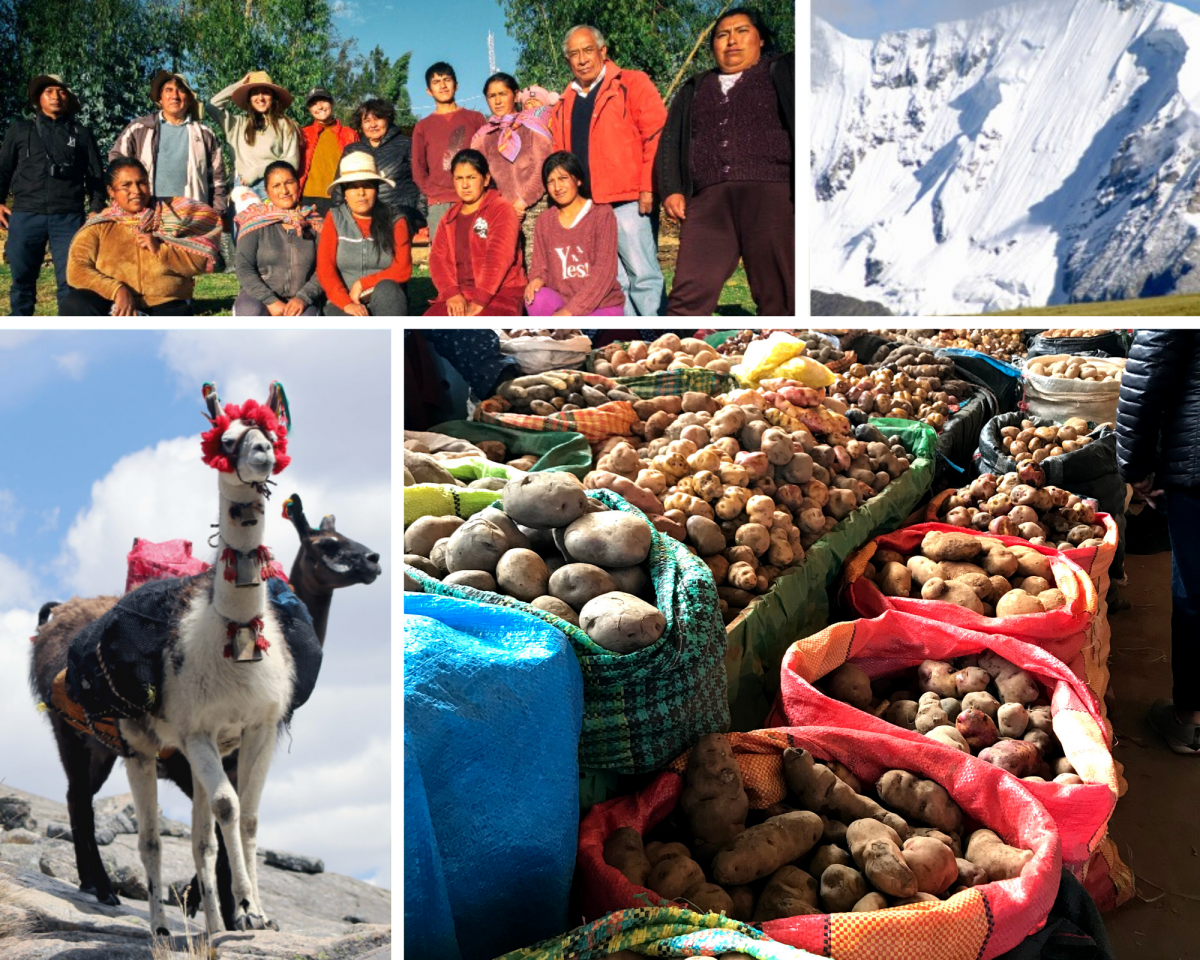 A boat on a lake, snowy mountains, an alpaca, and a potato farm