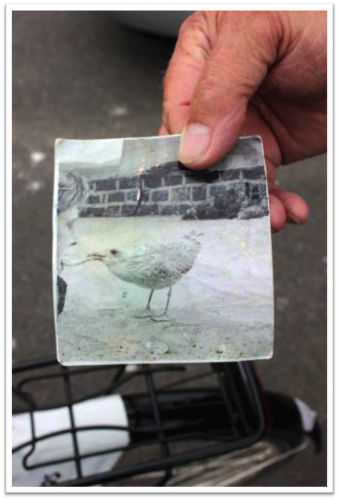 Photo of an old photograph of a man and a seagull 
